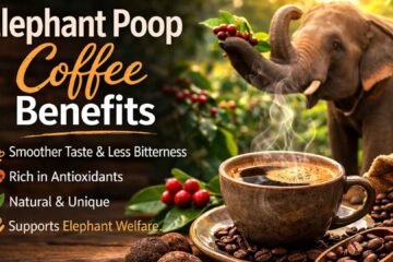 elephant-poop-Black-Ivory-Coffee-benefits-image